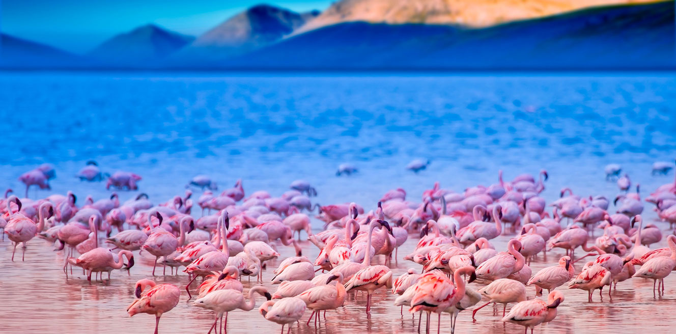 Великая миграция Кения